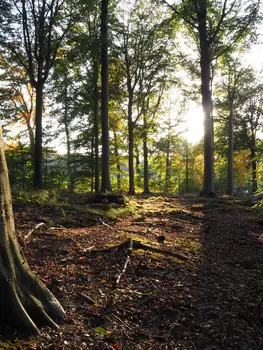 Vagevuurbos en Lippensgoed-Bulskampveld (België)